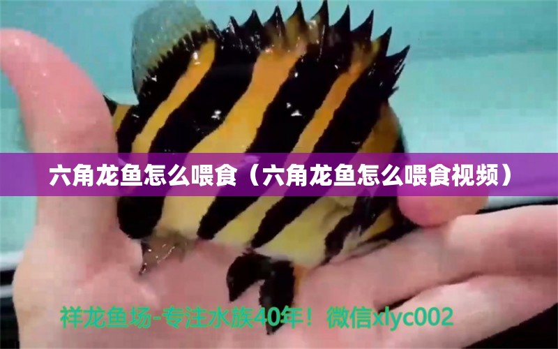 六角龙鱼怎么喂食（六角龙鱼怎么喂食视频） 广州龙鱼批发市场