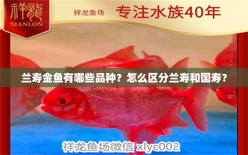 兰寿金鱼有哪些品种？怎么区分兰寿和国寿？