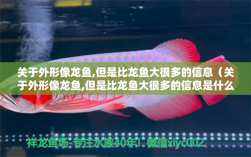 关于外形像龙鱼,但是比龙鱼大很多的信息（关于外形像龙鱼,但是比龙鱼大很多的信息是什么） 广州龙鱼批发市场