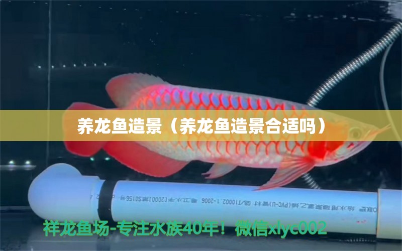 养龙鱼造景（养龙鱼造景合适吗） 广州龙鱼批发市场