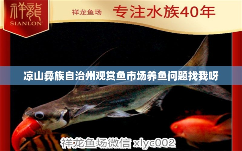 凉山彝族自治州观赏鱼市场养鱼问题找我呀 观赏鱼市场（混养鱼）