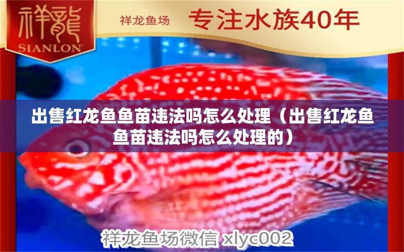 出售红龙鱼鱼苗违法吗怎么处理（出售红龙鱼鱼苗违法吗怎么处理的） 龙鱼百科