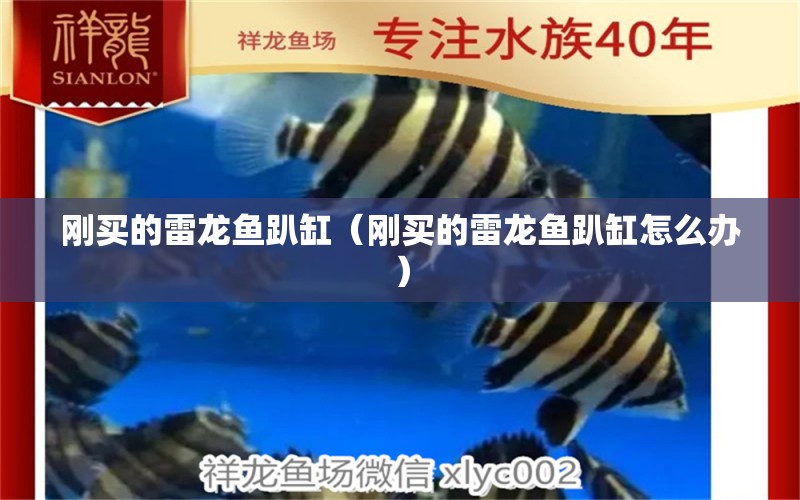 刚买的雷龙鱼趴缸（刚买的雷龙鱼趴缸怎么办） 广州龙鱼批发市场