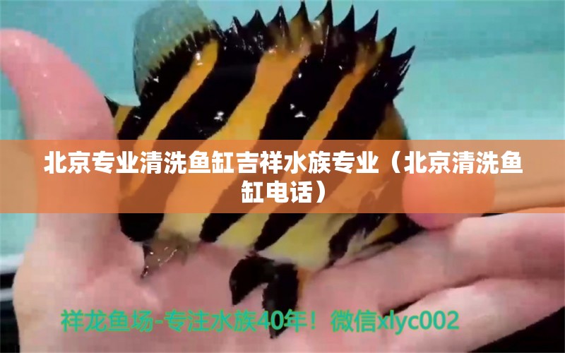 北京专业清洗鱼缸吉祥水族专业（北京清洗鱼缸电话）