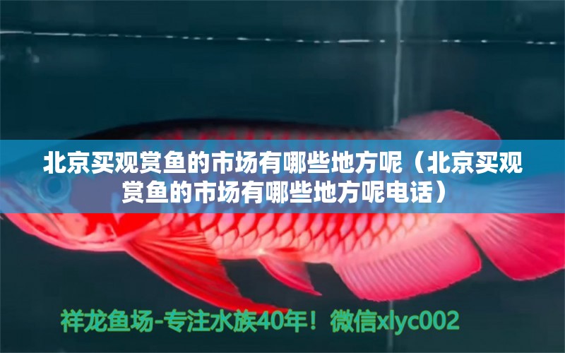 北京买观赏鱼的市场有哪些地方呢（北京买观赏鱼的市场有哪些地方呢电话） 祥龙水族医院