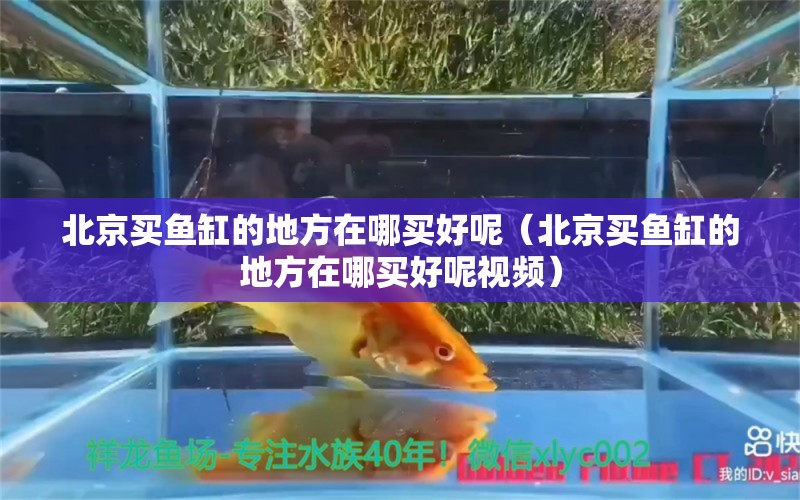 北京买鱼缸的地方在哪买好呢（北京买鱼缸的地方在哪买好呢视频）