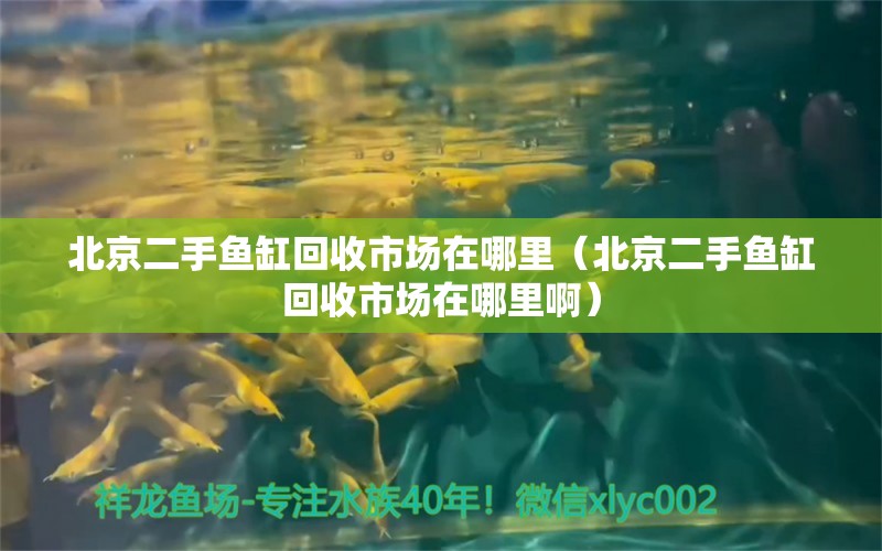 北京二手鱼缸回收市场在哪里（北京二手鱼缸回收市场在哪里啊） 巨骨舌鱼
