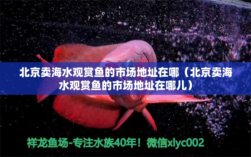 北京卖海水观赏鱼的市场地址在哪（北京卖海水观赏鱼的市场地址在哪儿）
