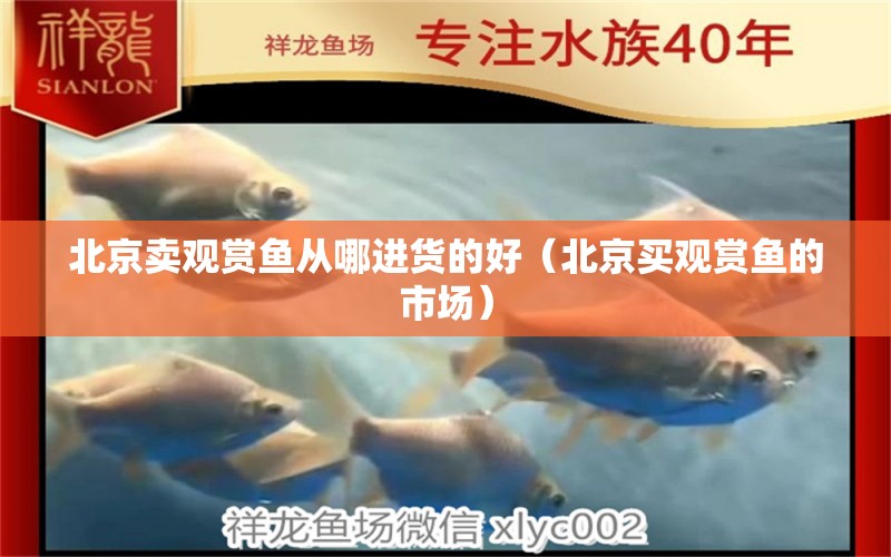 北京卖观赏鱼从哪进货的好（北京买观赏鱼的市场）