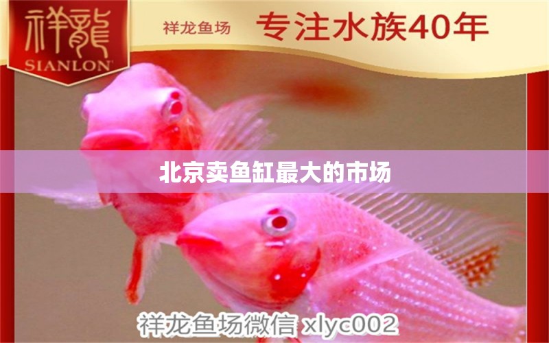 北京卖鱼缸最大的市场