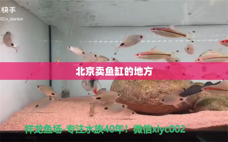 北京卖鱼缸的地方