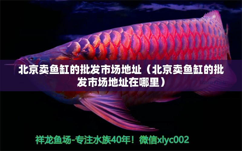 北京卖鱼缸的批发市场地址（北京卖鱼缸的批发市场地址在哪里）