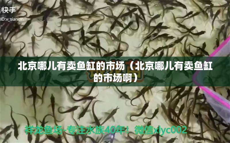 北京哪儿有卖鱼缸的市场（北京哪儿有卖鱼缸的市场啊）