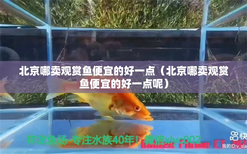 北京哪卖观赏鱼便宜的好一点（北京哪卖观赏鱼便宜的好一点呢）