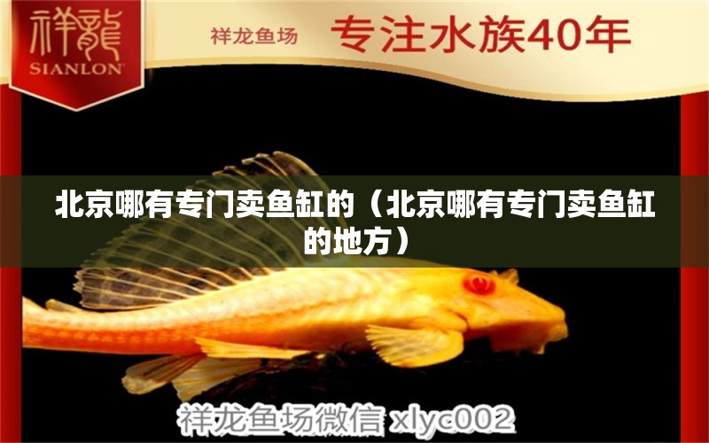 北京哪有专门卖鱼缸的（北京哪有专门卖鱼缸的地方）