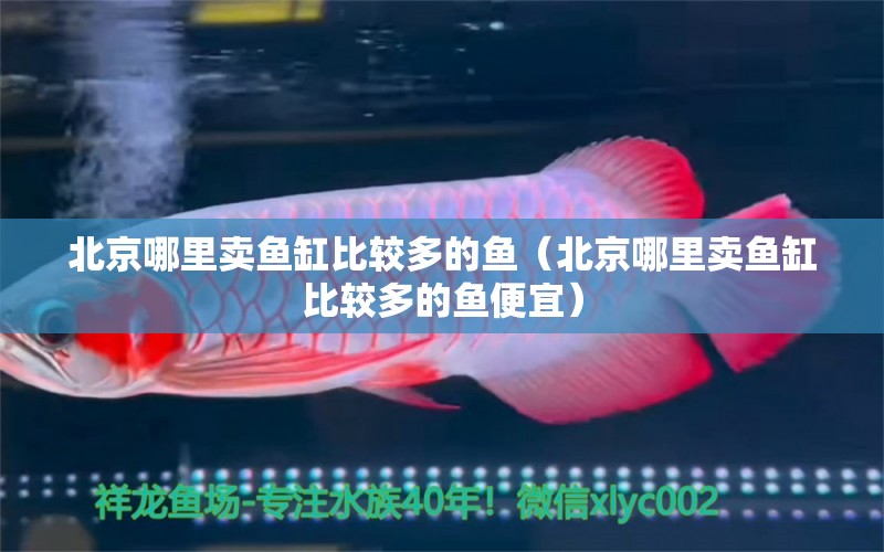 北京哪里卖鱼缸比较多的鱼（北京哪里卖鱼缸比较多的鱼便宜）