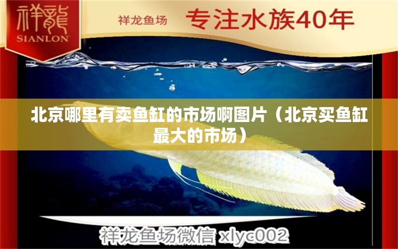 北京哪里有卖鱼缸的市场啊图片（北京买鱼缸最大的市场） 短身红龙鱼