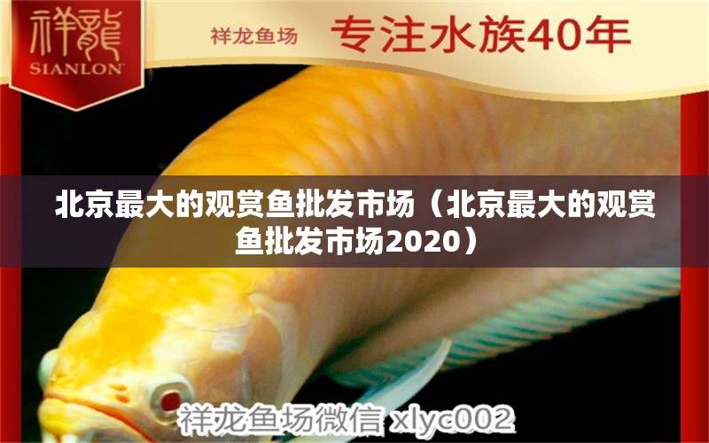 北京最大的观赏鱼批发市场（北京最大的观赏鱼批发市场2020）