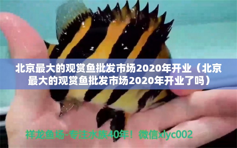 北京最大的观赏鱼批发市场2020年开业（北京最大的观赏鱼批发市场2020年开业了吗）
