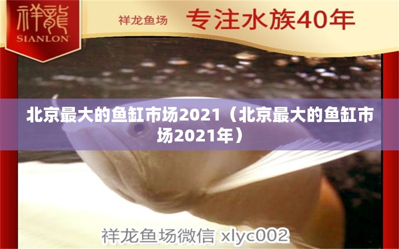 北京最大的鱼缸市场2021（北京最大的鱼缸市场2021年）