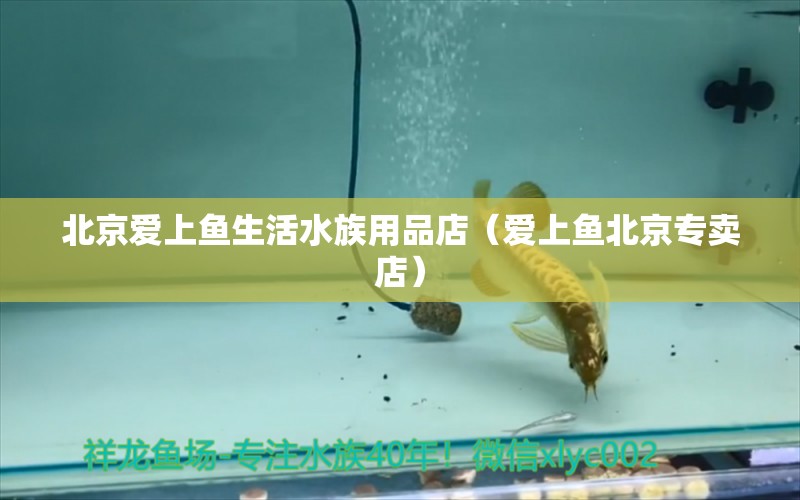 北京爱上鱼生活水族用品店（爱上鱼北京专卖店） 水族用品
