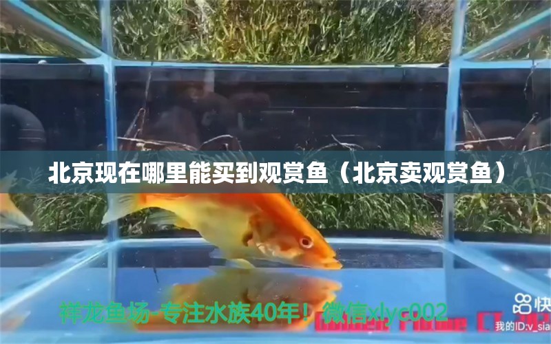 北京现在哪里能买到观赏鱼（北京卖观赏鱼）