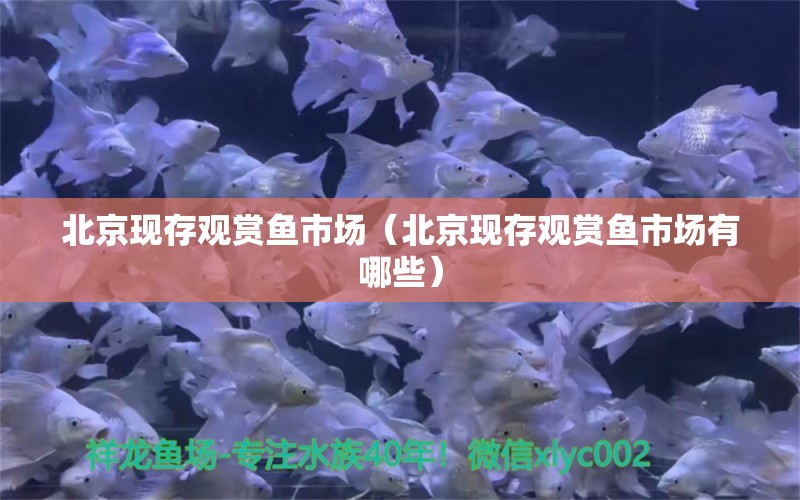 北京现存观赏鱼市场（北京现存观赏鱼市场有哪些）