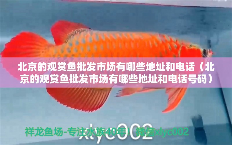 北京的观赏鱼批发市场有哪些地址和电话（北京的观赏鱼批发市场有哪些地址和电话号码）