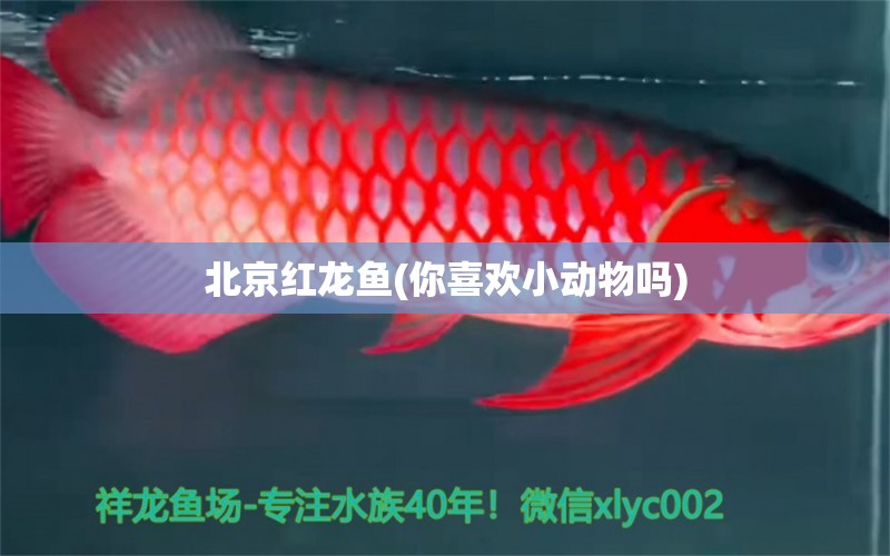北京红龙鱼(你喜欢小动物吗)