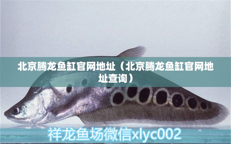 北京腾龙鱼缸官网地址（北京腾龙鱼缸官网地址查询） 黄金达摩鱼