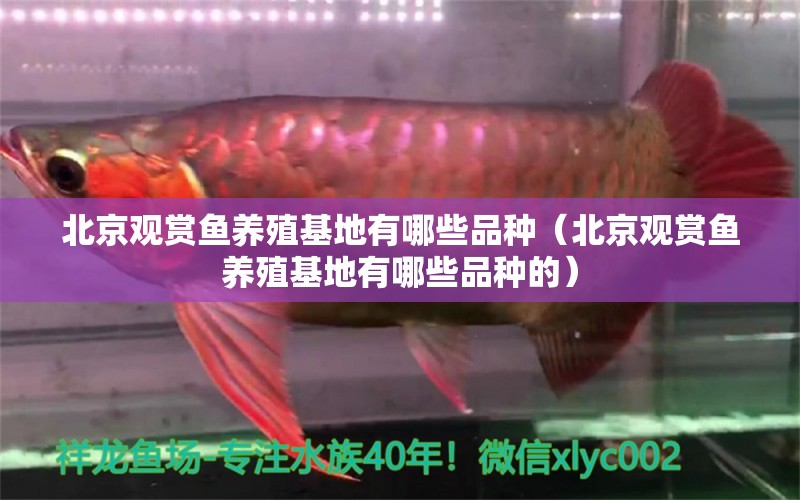 北京观赏鱼养殖基地有哪些品种（北京观赏鱼养殖基地有哪些品种的）