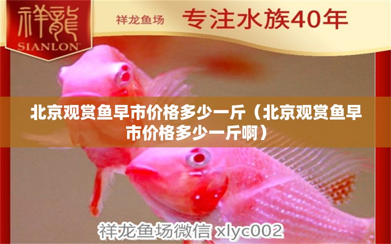 北京观赏鱼早市价格多少一斤（北京观赏鱼早市价格多少一斤啊） 祥龙水族医院