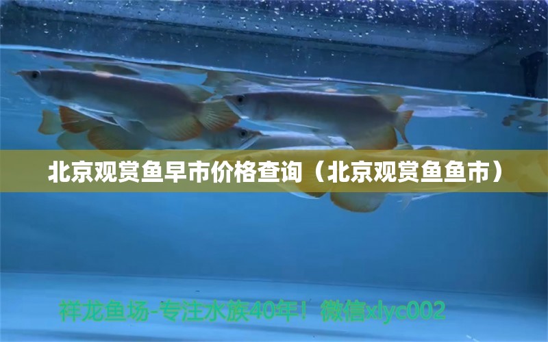 北京观赏鱼早市价格查询（北京观赏鱼鱼市）