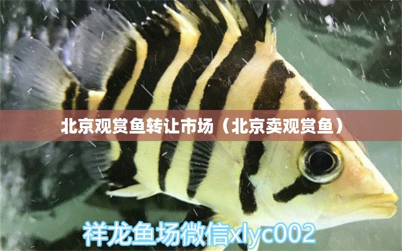 北京观赏鱼转让市场（北京卖观赏鱼） 充氧泵