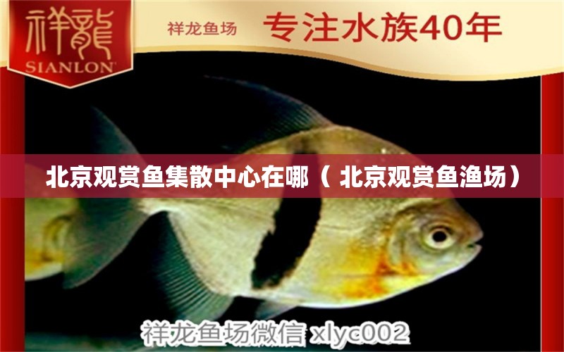 北京观赏鱼集散中心在哪（ 北京观赏鱼渔场）