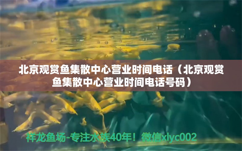北京观赏鱼集散中心营业时间电话（北京观赏鱼集散中心营业时间电话号码）