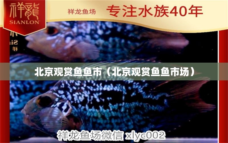 北京观赏鱼鱼市（北京观赏鱼鱼市场） 广州龙鱼批发市场