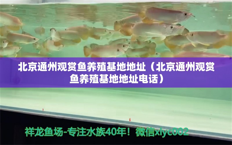 北京通州观赏鱼养殖基地地址（北京通州观赏鱼养殖基地地址电话） 观赏鱼市场（混养鱼）
