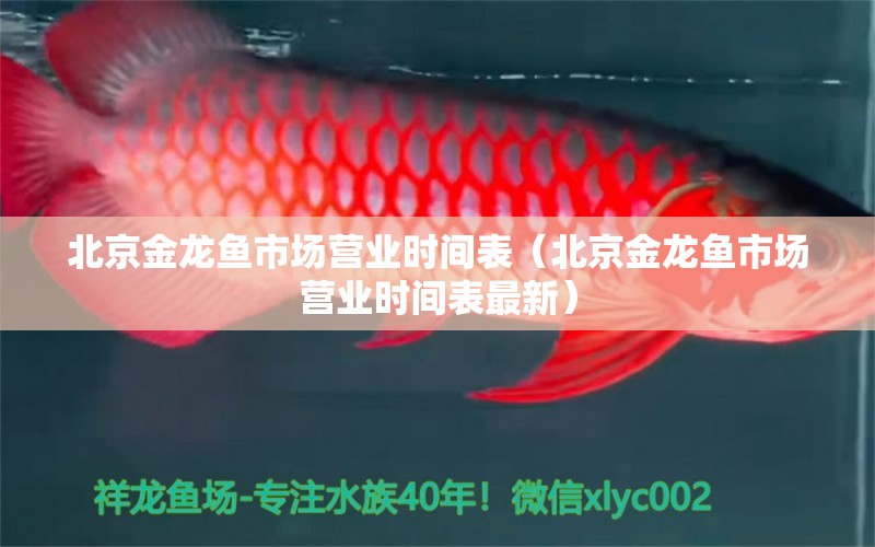 北京金龙鱼市场营业时间表（北京金龙鱼市场营业时间表最新）