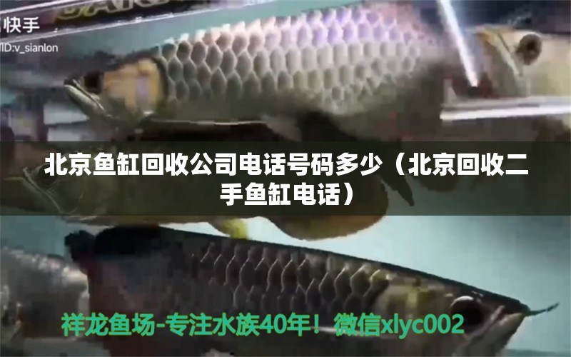 北京鱼缸回收公司电话号码多少（北京回收二手鱼缸电话） 观赏鱼水族批发市场