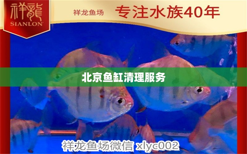 北京鱼缸清理服务