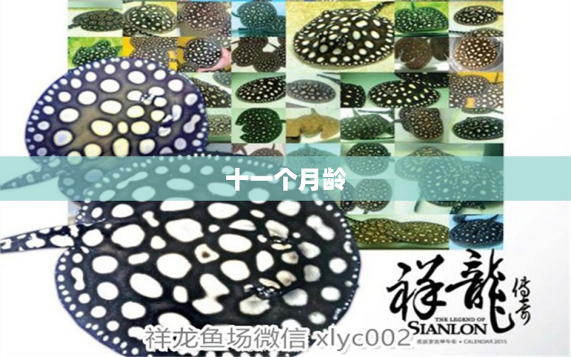 十一个月龄 广州水族器材滤材批发市场