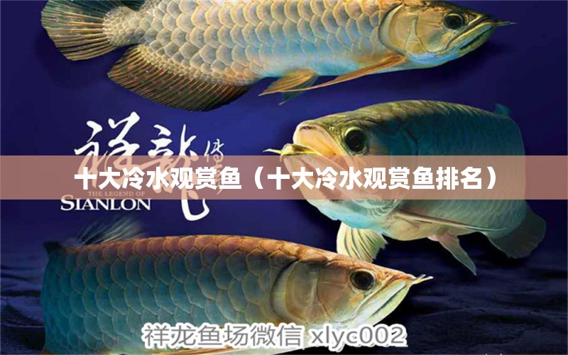 十大冷水观赏鱼（十大冷水观赏鱼排名） 黄金河虎鱼