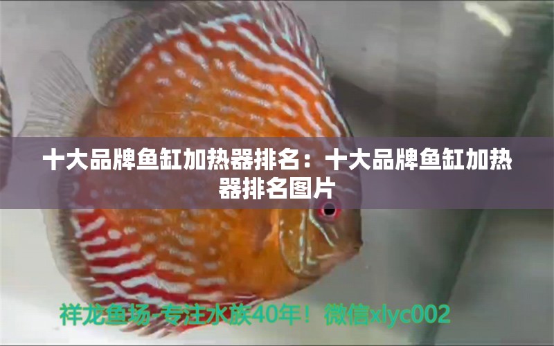 十大品牌鱼缸加热器排名：十大品牌鱼缸加热器排名图片 广州龙鱼批发市场