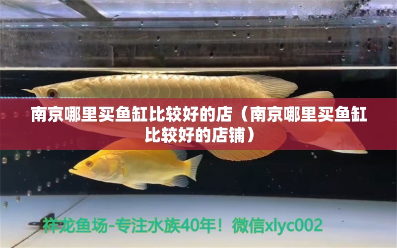 南京哪里买鱼缸比较好的店（南京哪里买鱼缸比较好的店铺） 观赏鱼市场（混养鱼）