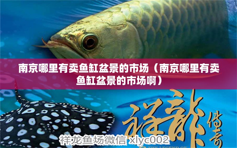 南京哪里有卖鱼缸盆景的市场（南京哪里有卖鱼缸盆景的市场啊） 观赏鱼市场（混养鱼）