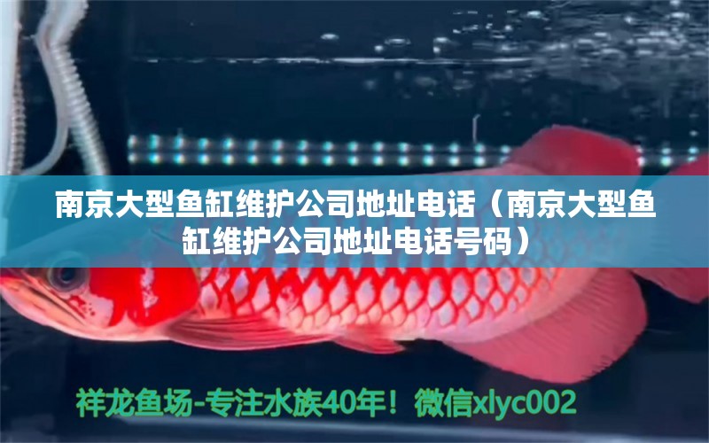 南京大型鱼缸维护公司地址电话（南京大型鱼缸维护公司地址电话号码）