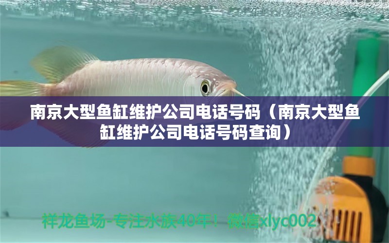 南京大型鱼缸维护公司电话号码（南京大型鱼缸维护公司电话号码查询）