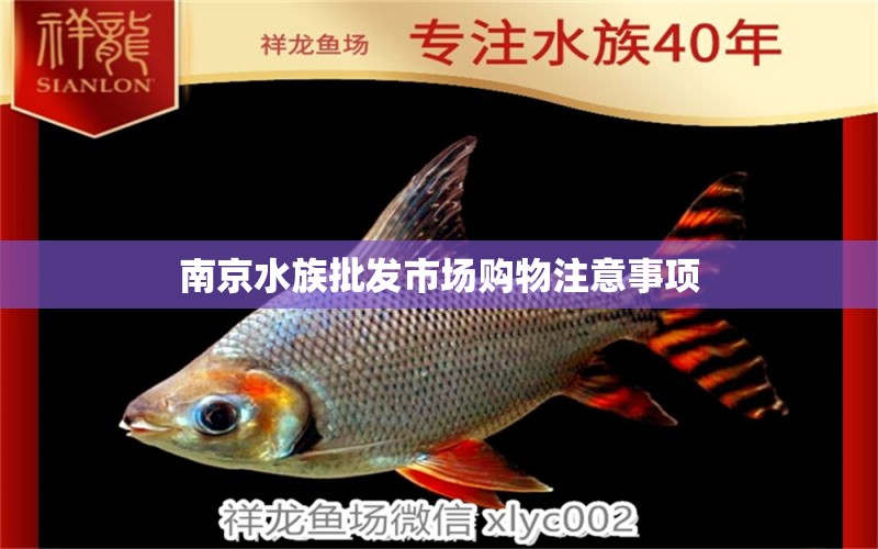 南京水族批发市场购物注意事项 观赏鱼水族批发市场