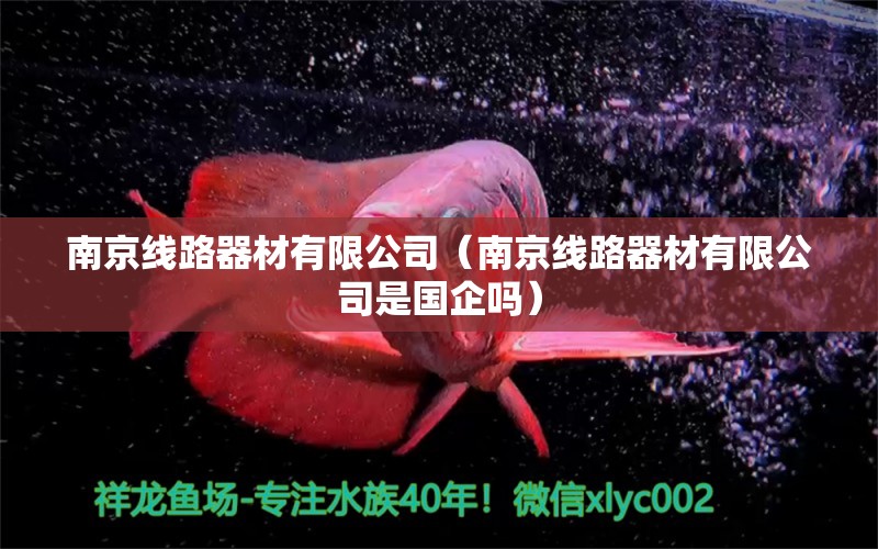 南京线路器材有限公司（南京线路器材有限公司是国企吗） 玫瑰银版鱼